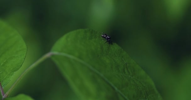 小黑蜘蛛从一片叶子跳到另一片叶子上 颜色是绿色的绿色 在极度接近和缓慢的宏观动作中捕捉 这个蜘蛛是可怕的 — 图库视频影像