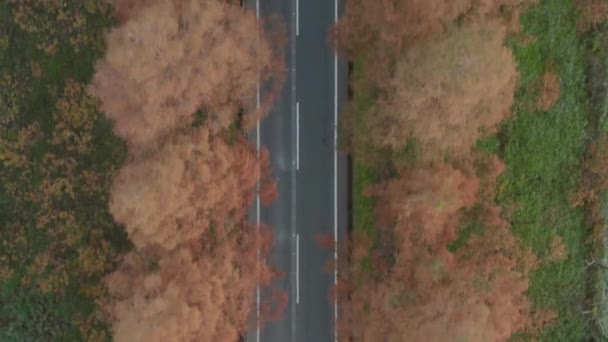 Volare Sulla Strada Alberata Autunno Vista Aerea Dall Alto Verso — Video Stock