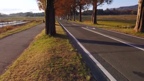 Auto Lungo Metasequoia Namiki Shiga Giappone Scena Dell Alba Autunnale — Video Stock