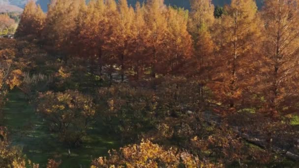 Autunno Golden Metasequoia Alberi Shiga Giappone Rurale — Video Stock