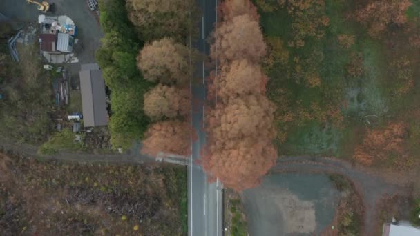 Vista Dall Alto Verso Basso Della Strada Campagna Fiancheggiata Alberi — Video Stock