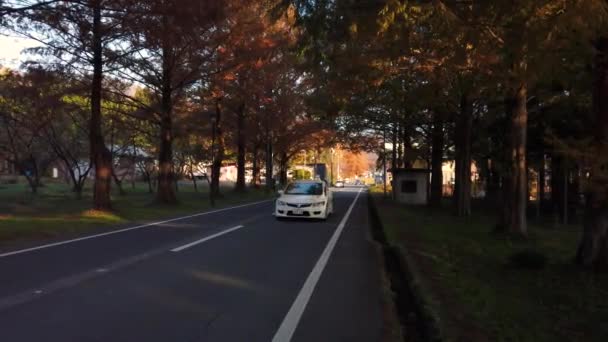 Auto Viaggio Metasequoia Strada Shiga Giappone Scena Del Mattino Presto — Video Stock