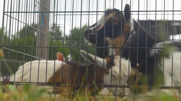 Mãe Cabra Seu Bebê Doce São Abraçados Juntos Uma Gaiola — Vídeo de Stock