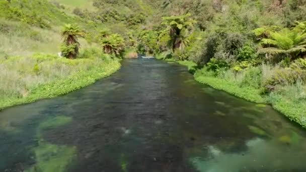 Vista Aérea Córrego Água Doce Cenário Nativo Beatiful Nova Zelândia — Vídeo de Stock