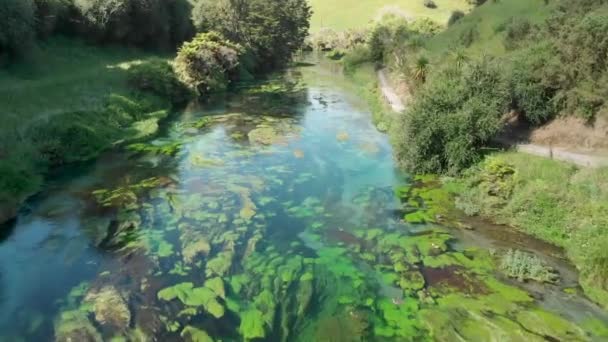 Voando Sobre Blue Spring Putaruru Fluxo Água Doce Nova Zelândia — Vídeo de Stock