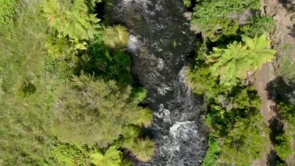 Vista Aérea Cima Para Baixo Fluxo Água Blue Spring Putaruru — Vídeo de Stock