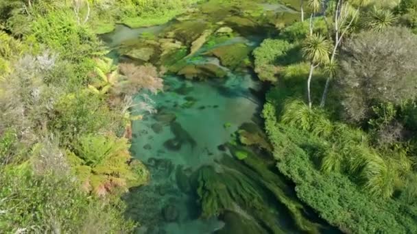 Topo Aéreo Para Baixo Intocado Claro Putaruru Blue Spring Natureza — Vídeo de Stock