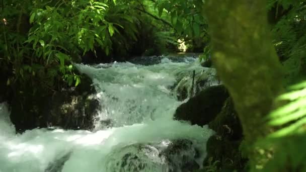 Slowmo Schnell Fließender Bach Üppigem Wald Mit Stromschnellen Und Felsen — Stockvideo