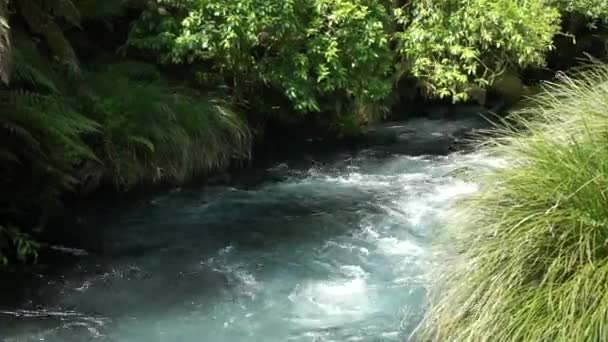 ニュージーランドの急流で流れる青い春のクリーク プタルルのショット — ストック動画