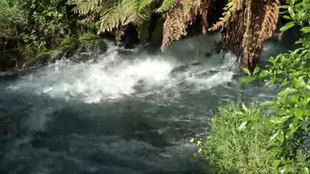 急流の流れる川 Putarru Blue Spring New Zealand — ストック動画