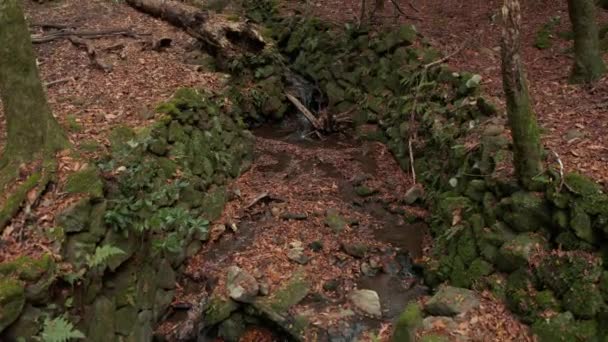 Moss Coberto Fluxo Parede Pedra Com Folhas Outono Japão — Vídeo de Stock
