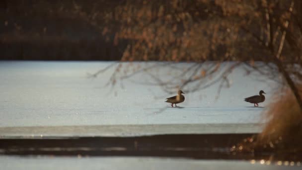 Anatre Domestiche Che Camminano Sul Ghiaccio — Video Stock