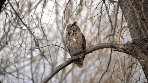 Great Horned Búho Posado Una Rama Mirando Hacia Abajo — Vídeos de Stock