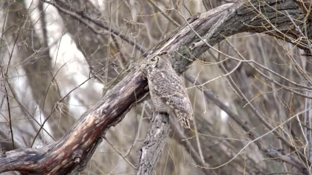 Great Horned Owl Suddenly Turning Its Head — Stock Video