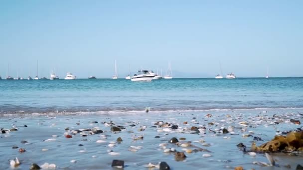 Bilder Skjell Tang Sandstrand Med Seilbåter Waiheke Island – stockvideo