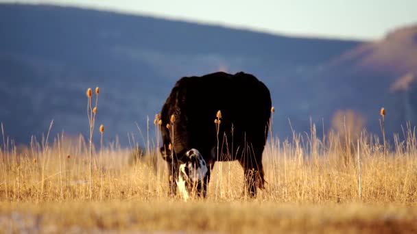 Angus Pastando Espaço Aberto Boulder Colorado — Vídeo de Stock