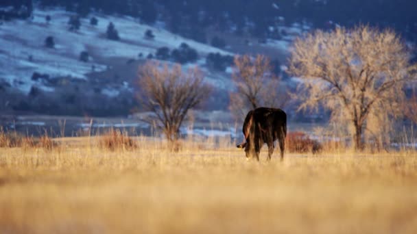Angus Pastando Espaço Aberto Boulder Colorado — Vídeo de Stock