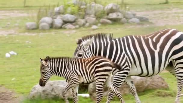 Genç Mutlu Bir Bebek Zebra Sıcak Bir Yaz Gününde Sıcak — Stok video