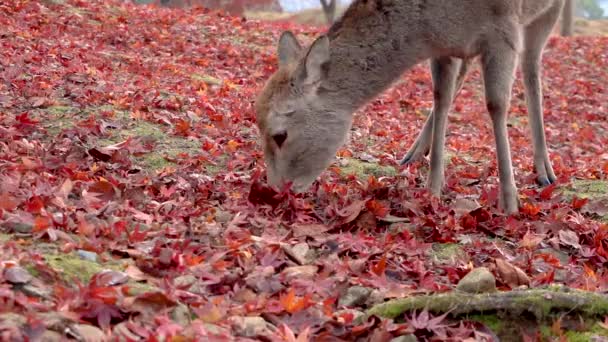 Fawn Sika Deer Mangia Foglie Acero Rosso Autunno Scena — Video Stock