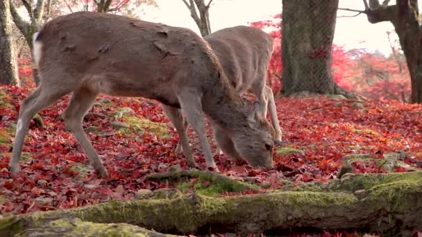 Nara Deer Eet Rode Esdoorn Bladeren Het Park Japan — Stockvideo