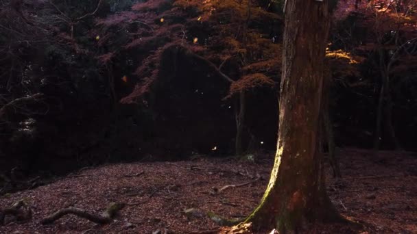 Folhas Outono Caem Floresta Cena Câmera Lenta — Vídeo de Stock