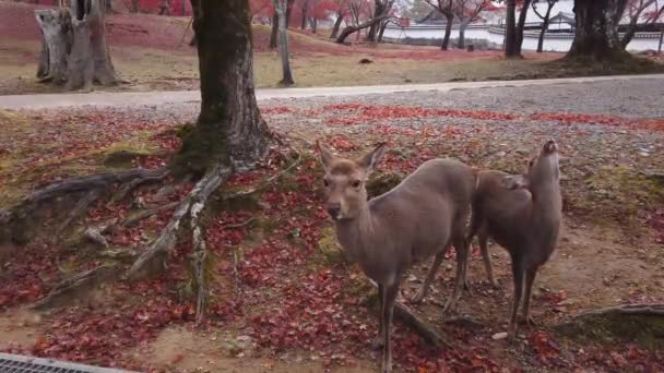 Mãe Veado Fawn Nara Deer Park Japão — Vídeo de Stock