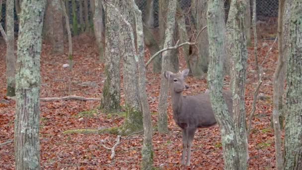日本锡卡鹿在树林里 环视秋天的林地风景 — 图库视频影像