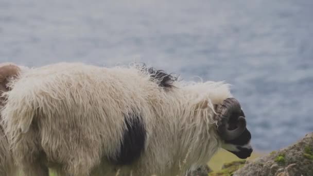 Schapen Grazen Grassige Kustheuvels Hellingen Van Faeröer Eilanden — Stockvideo