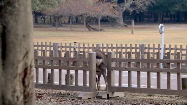 Deer Walking Fence Crossing Road Nara Japan — 图库视频影像