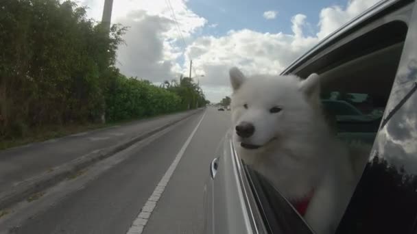 Samoyed Puppy Tão Adorável Enfiando Cabeça Para Fora Janela Veículo — Vídeo de Stock