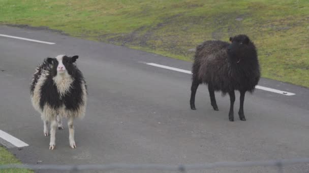 Tir Deux Moutons Debout Milieu Route Dans Campagne Des Îles — Video