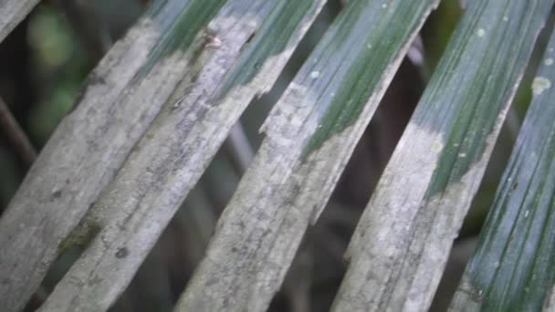 Bali Ormanındaki Bir Ağacın Uzun Ince Yapraklarından Oluşan Yakın Plan — Stok video