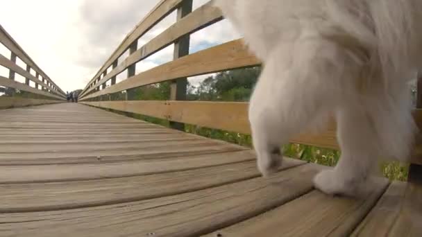 Söta Samoyed Valp Promenader Gärna Längs Strandpromenad Våtmark Trädgård Florida — Stockvideo