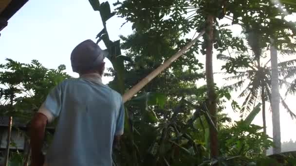 Starý Balijský Muž Prostém Robustním Oblečení Strkající Vrcholků Stromů Plody — Stock video