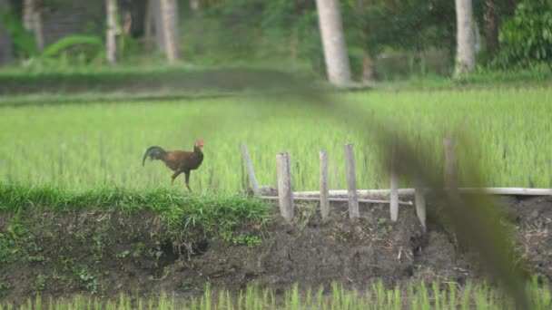 Seekor Ayam Jantan Berjalan Sekitar Lapangan Bebas Dan Berkeliaran Mencari — Stok Video