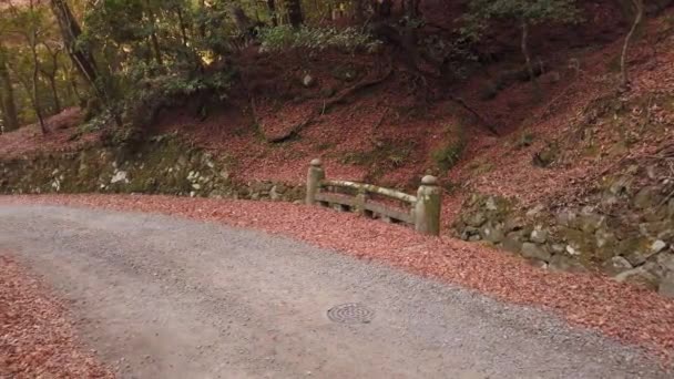 Mountain Road Japan Herfst Bladeren Bedekt Grond Met Mos Bedekte — Stockvideo