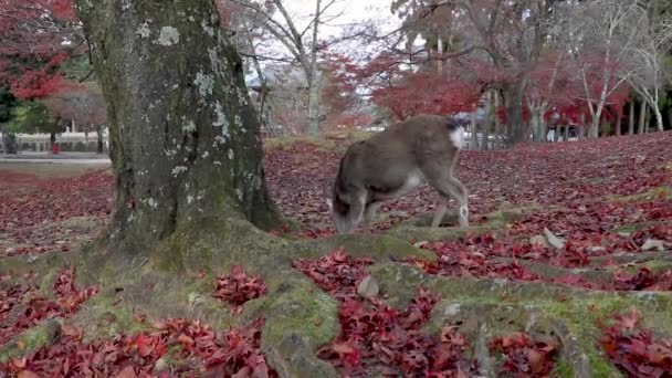 Autumn Scene Nara Japan Red Maple Leaf Cover Ground While — Stock video