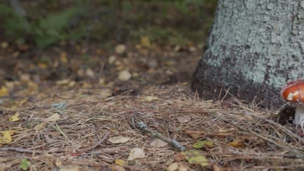 Röda Giftiga Svampar Ett Skogsgolv Panorering Rörelse — Stockvideo