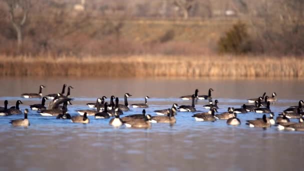 Σμήνος Του Καναδά Geese Στο Νερό Αργή Κίνηση — Αρχείο Βίντεο