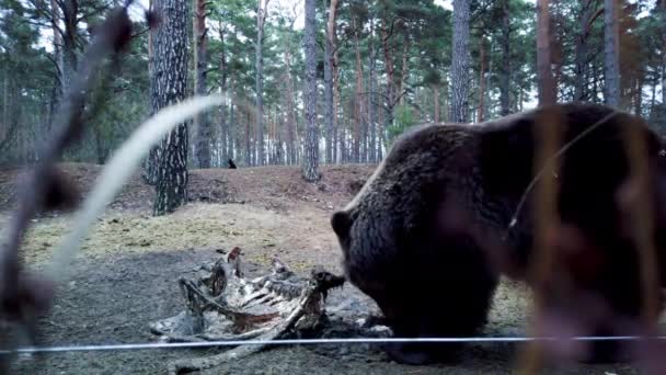 Natáčení Hnědého Medvěda Během Hibernace Škrábání Drápy Klidu Masa — Stock video