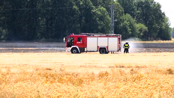 Brandweerlieden Blussen Een Brand Een Landbouwgrond Een Zonnige Dag — Stockvideo