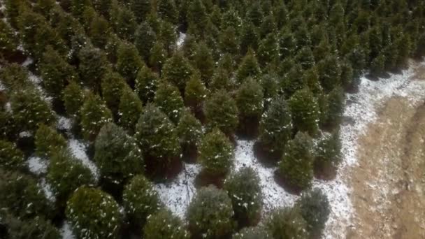 Aerea Push Lento Sopra Christmas Tree Farm — Video Stock