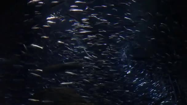 Escuela Anchoa Nadando Escena Del Océano Oscuro — Vídeo de stock