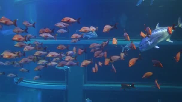Skolor Fisk Och Jätte Trevally Osaka Akvarium — Stockvideo