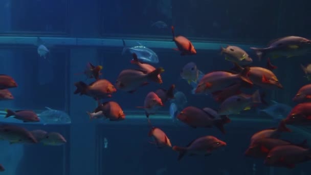 Velké Mořské Ryby Plavou Akváriu Kaiyukan Ósaka Japonsko — Stock video