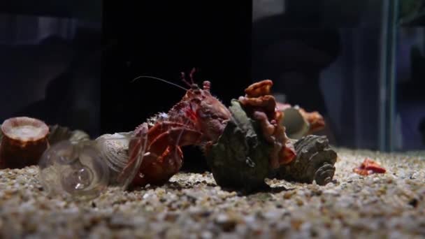 Heremietkreeft Zoutwateraquarium Zelfreinigend — Stockvideo