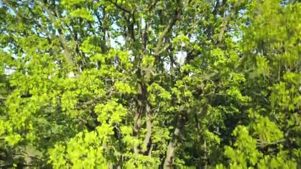 Дрон Спускається Корони Дерева Поруч Могутніми Гілками — стокове відео