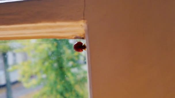 Ladybug Гуляющий Углу Окна Выстрел Слоупстайл — стоковое видео