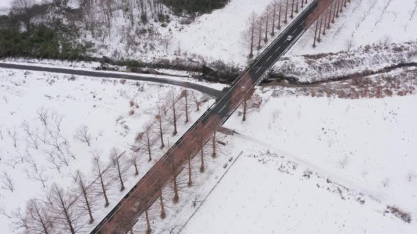 雪上日本道路の空中ビュー メタセコイア並木 — ストック動画