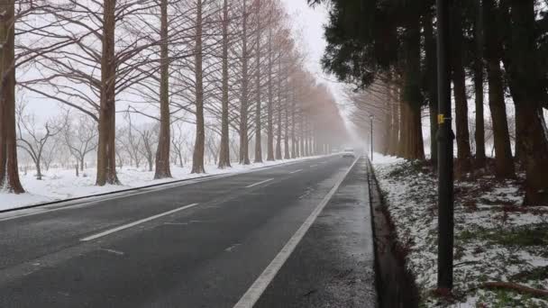夜明けに降る雪レッドウッド並木道メタセコイア並木滋賀県 — ストック動画
